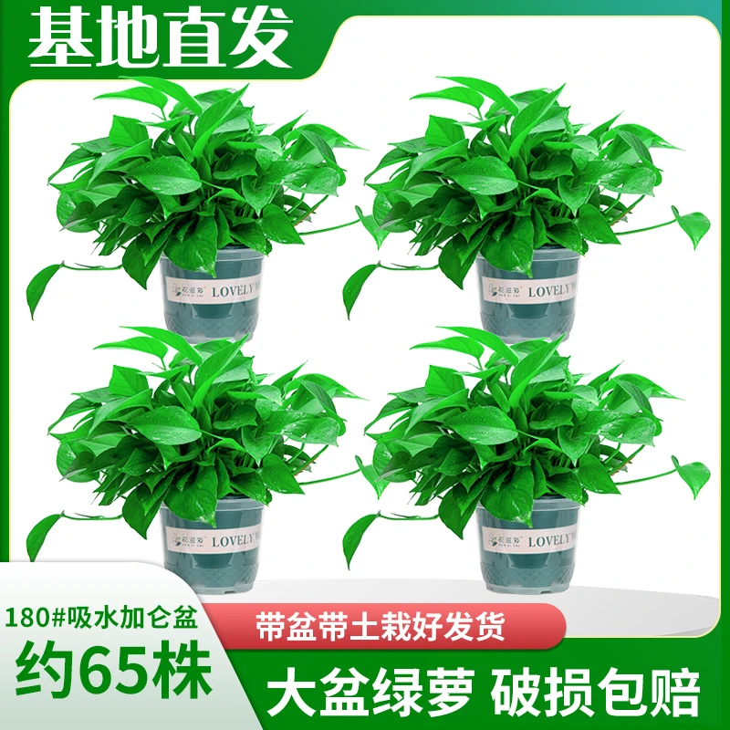 【新粉福利】180#绿萝新房除甲醛净化空气室内盆栽好养绿植基地直发