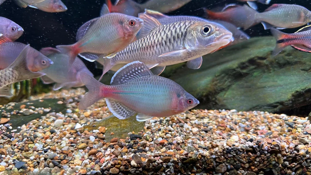 新安江青鳞 黄山新安江青鳞 冷水鱼鳑鮍一手货源水族活体发货原生
