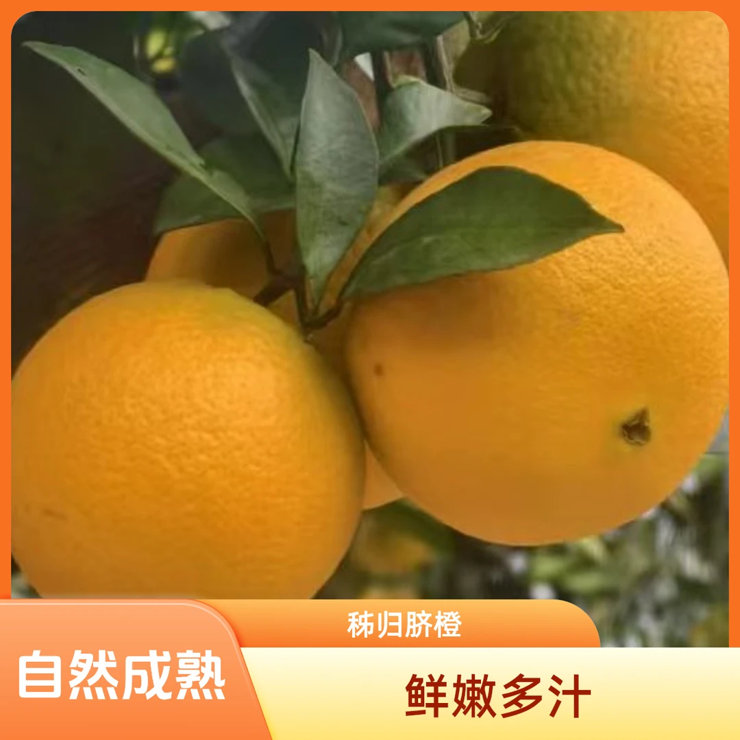 宜昌秭归果冻橙九月红脐橙产地直销湖北整箱正宗应季现摘新鲜水果