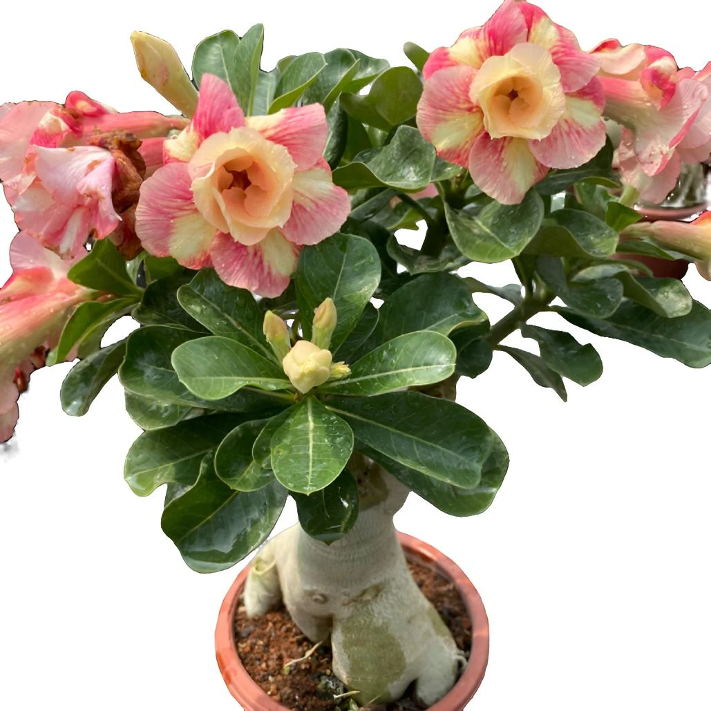 沙漠玫瑰嫁接花  花色随机
