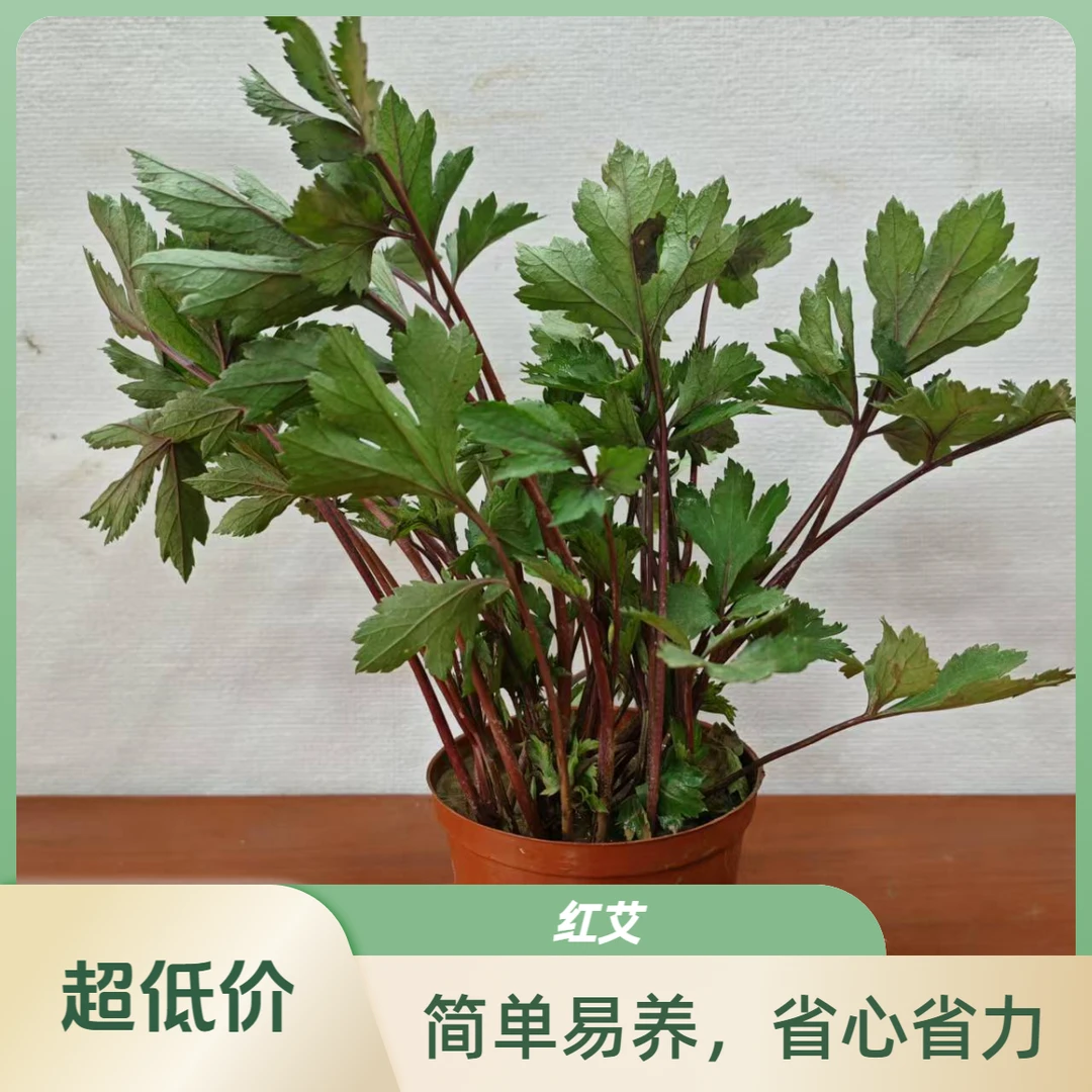 红艾草原土盆栽红艾叶苗珍珠花菜鸭脚艾姨妈菜带头泥