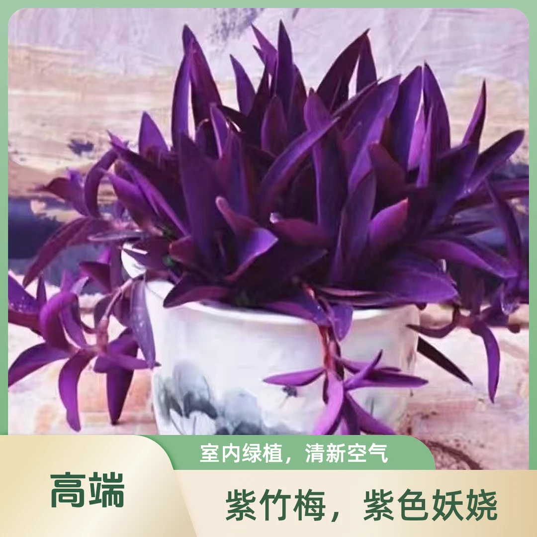 紫竹梅盆栽花苗花卉植物盆栽紫色吊兰紫罗兰好养花卉植物