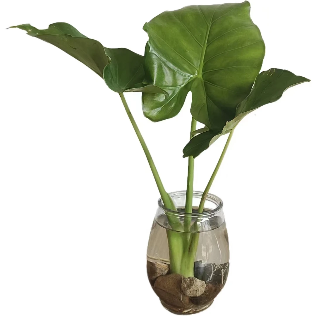 （偏远）滴水观音盆栽水培绿植吸甲醛大叶霸王芋老桩庭院大型绿植
