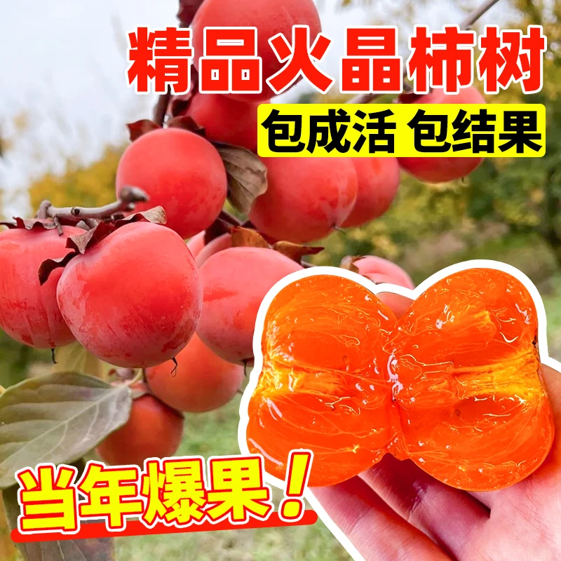 【火晶柿子树】正宗火晶柿子苗带分支嫁接南北方种植软糯香甜