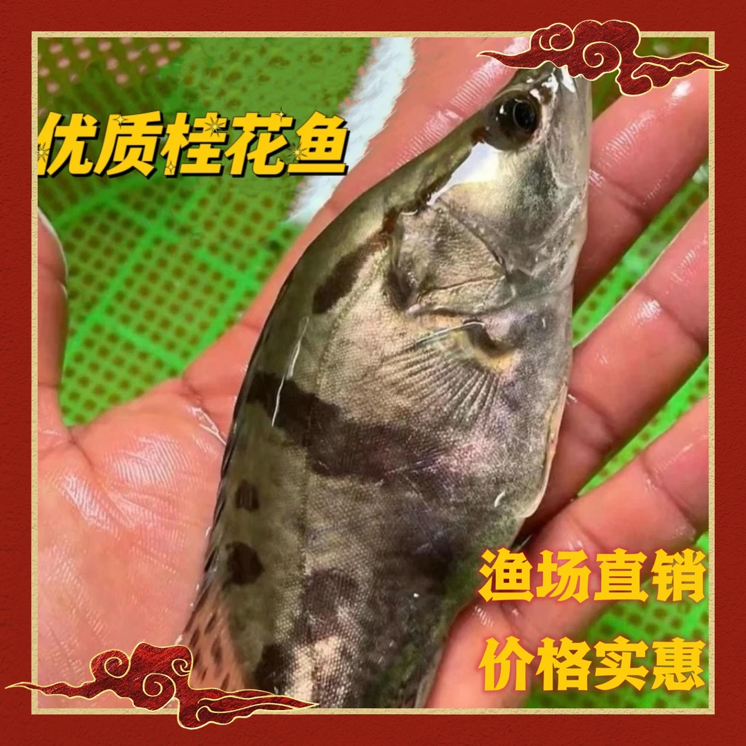 桂花鱼 鳜鱼 斑鳜鱼 翘嘴鳜 大眼鳜 宠物观赏鱼淡水鱼