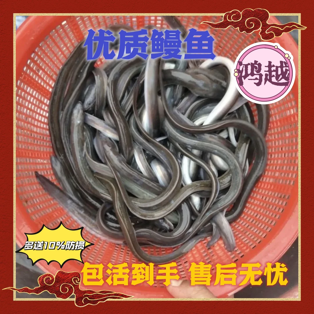 花鳗白鳗河鳗 美洲鳗  欧鳗鱼苗 宠物观赏鱼