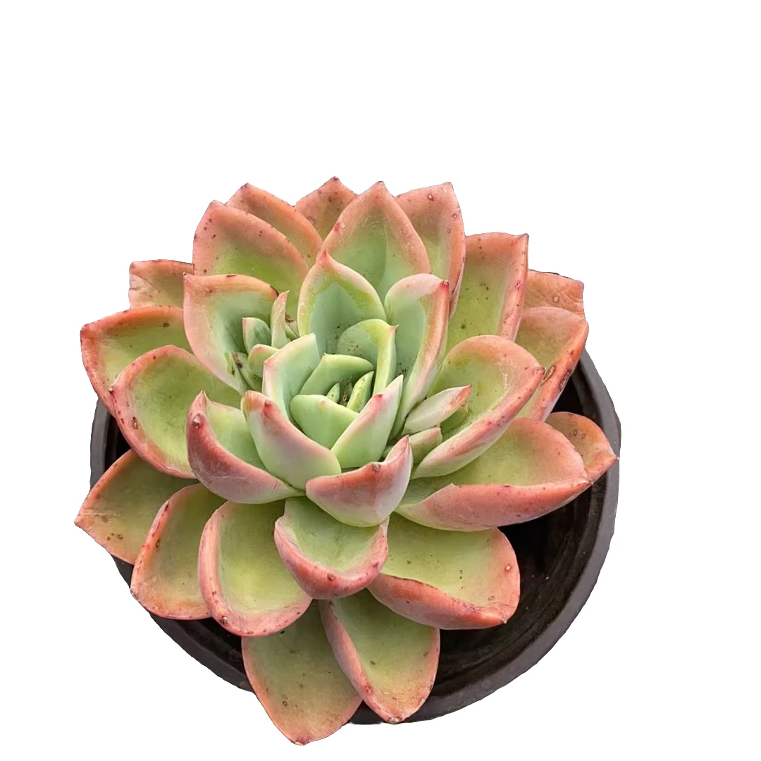 金辉多肉根系种植优选精选发货售后基地自产自销