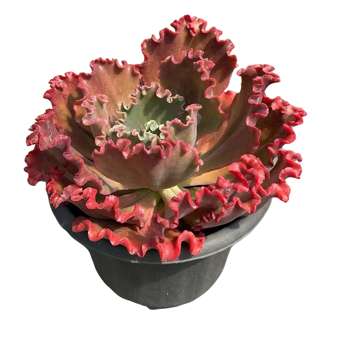 长腿红花笠多肉根系种植精选售后基地自产自销优选发货