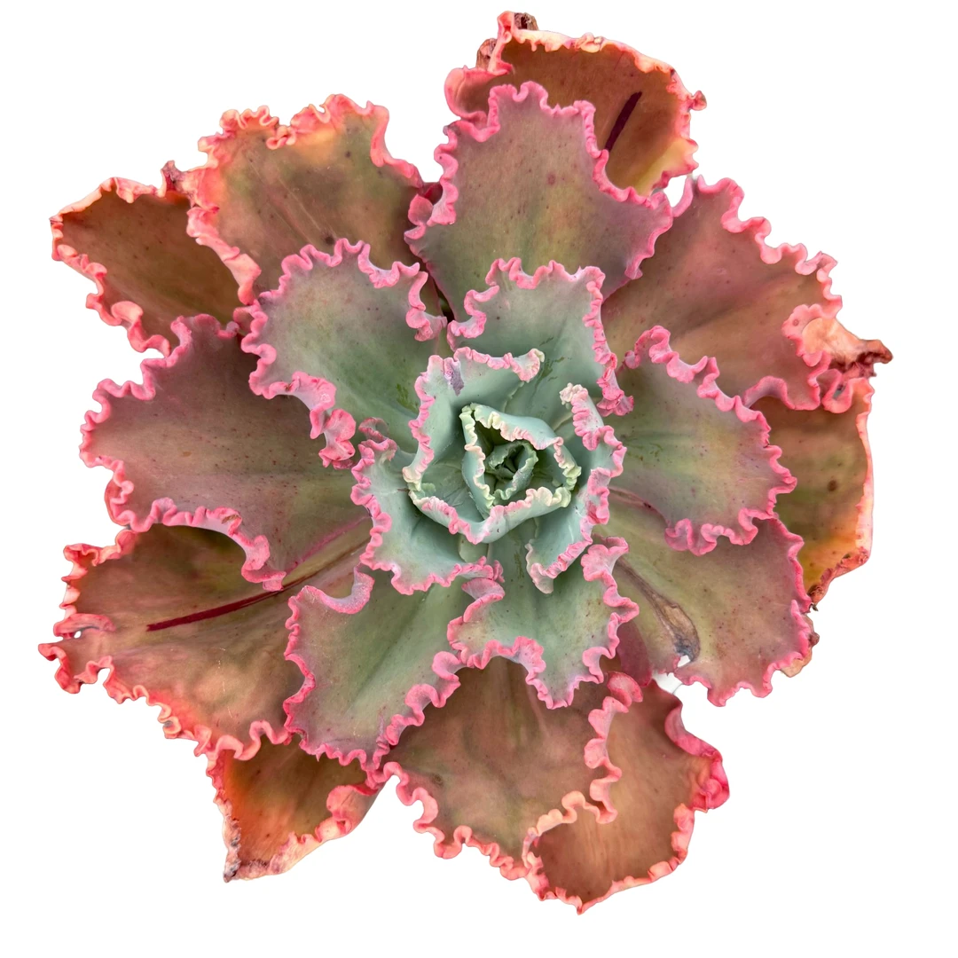 舞会红裙多肉发货根系种植优选精选售后基地自产自销