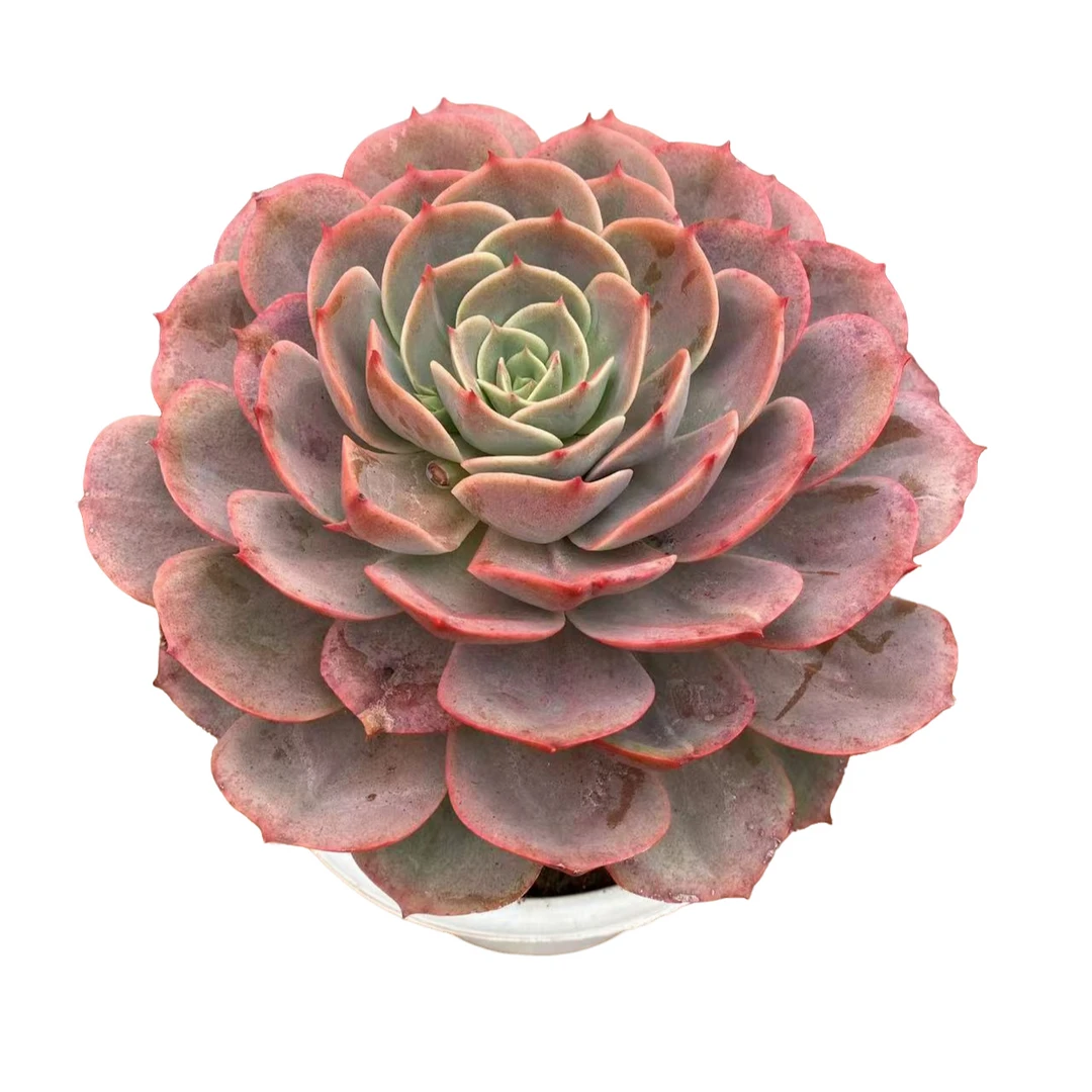 单头白雪公主精品多肉发货种植优选精选