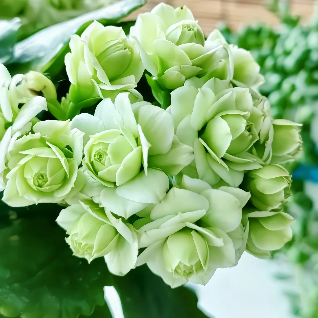 【绿巴黎长寿】花重瓣绿色变白色大花耐旱好养美观花卉多肉植物叶片