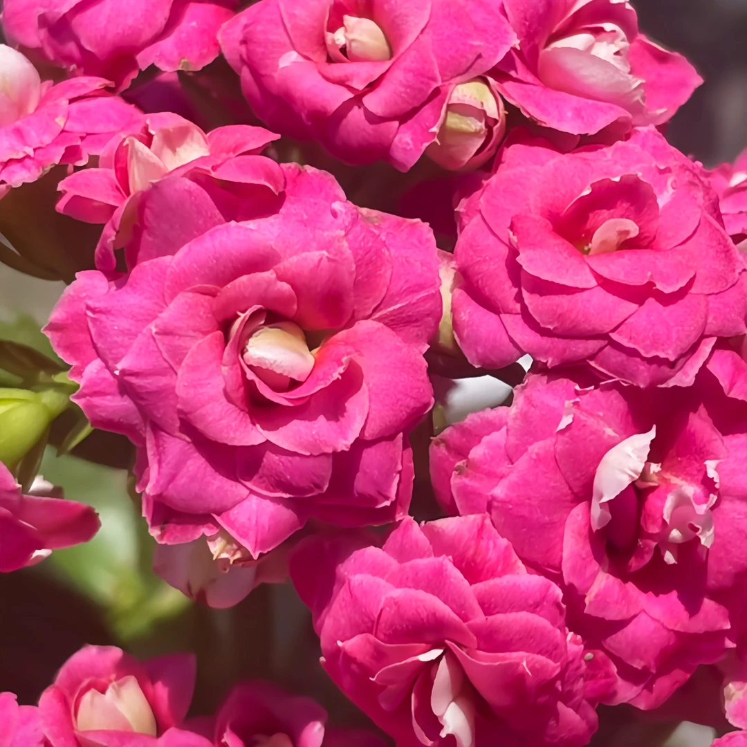 【康斯特长寿】花玫红色重瓣中大花耐旱美观好养多肉叶片耐旱除异味