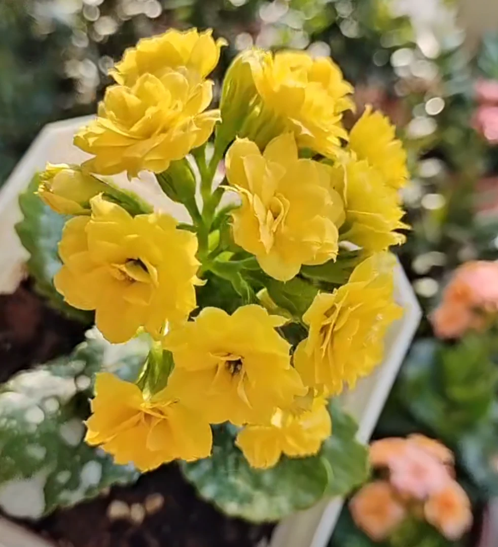 姚黄重瓣中花黄色花耐旱耐半阴好养带花苞发货喜光照绿植