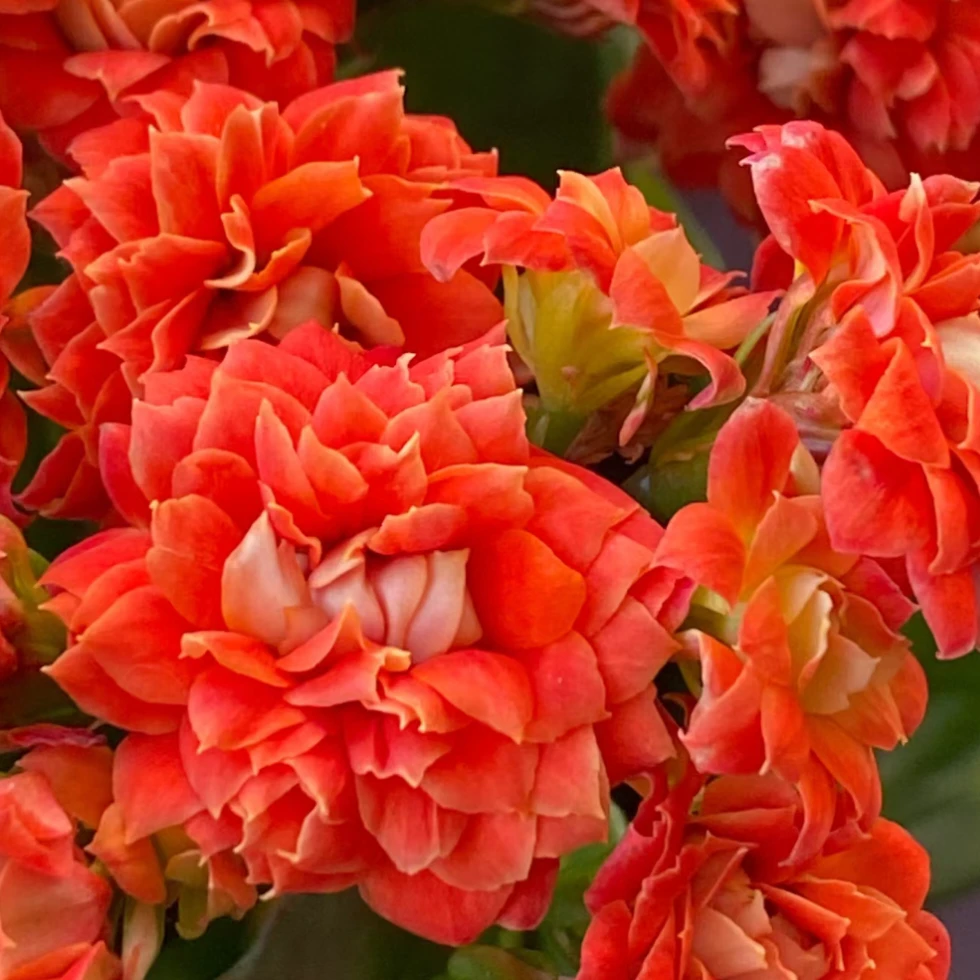 【武神】长寿花耐旱好养耐半阴一盆包邮喜光照带花苞发货鲜花绿植