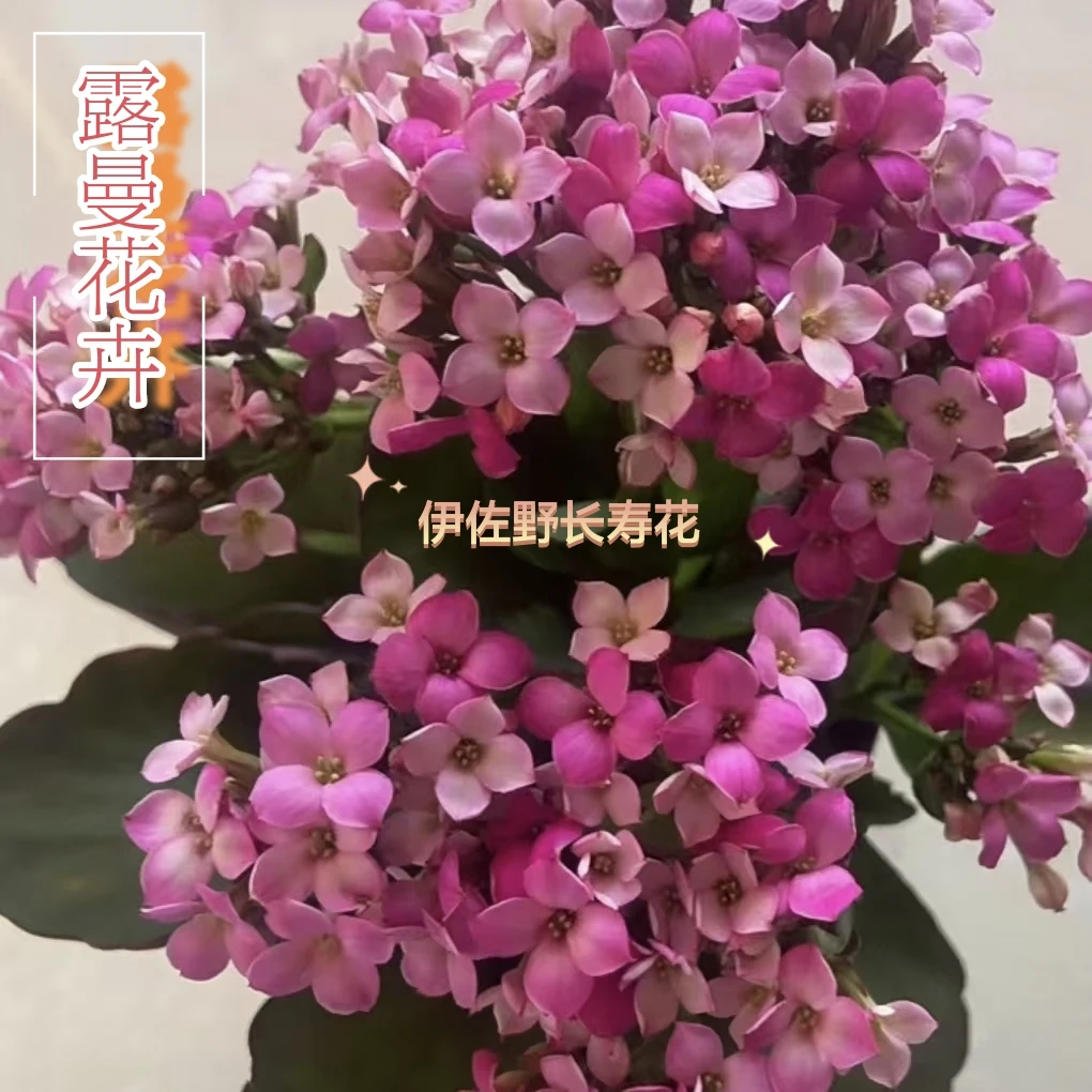 【伊佐野长寿花】昊景单瓣带花苞 0度以下拍保温棉发货