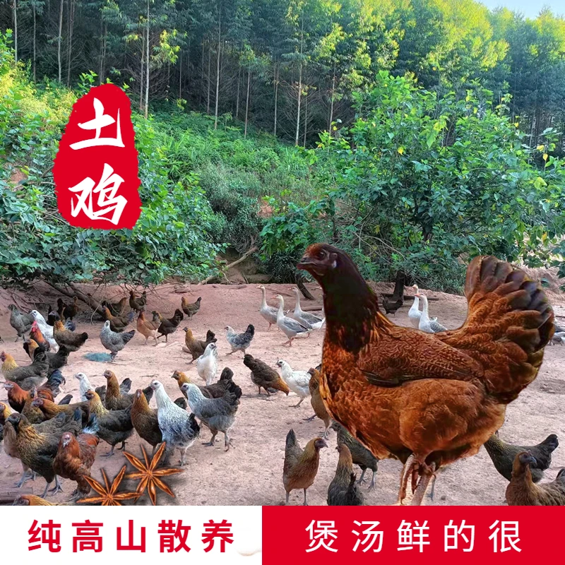 农家散养一年以上土鸡跑山鸡新鲜现杀现发2斤-3斤左右