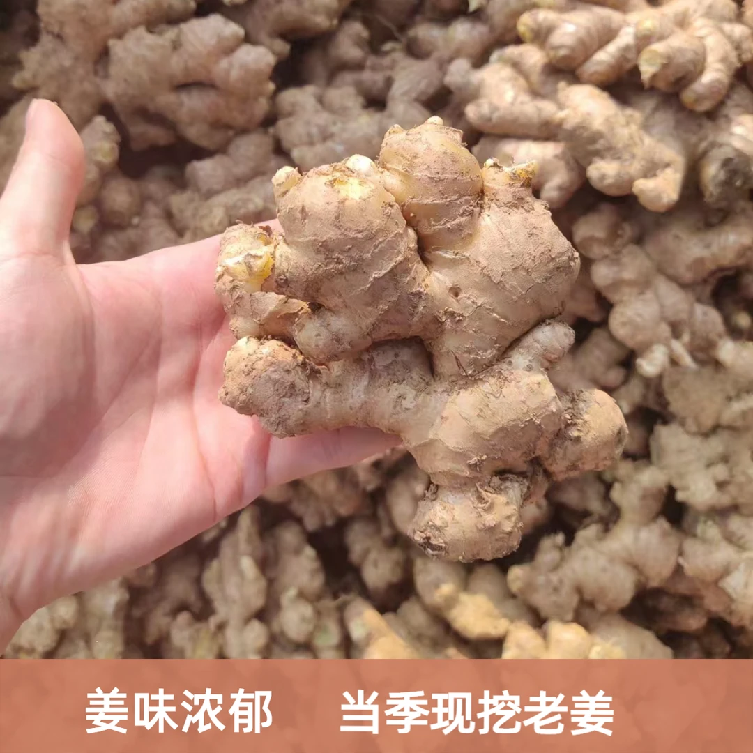 正宗老姜老小黄姜四川老姜新鲜生姜农家自种现挖土姜