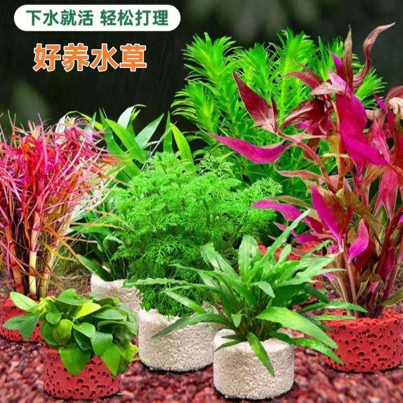 鱼缸水草植物懒人水草套餐好养耐活淡水有茎水草生态鱼缸新手水草
