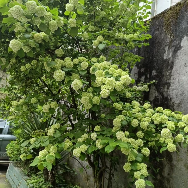 中华木绣球现挖丛林独杆大树庭院花园种植纯洁的爱纯白色无私的爱