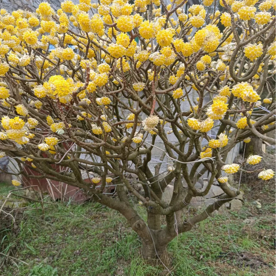 打个结梦想成真的结香花梦花树浓香型冬天开花花开六个月的结香花