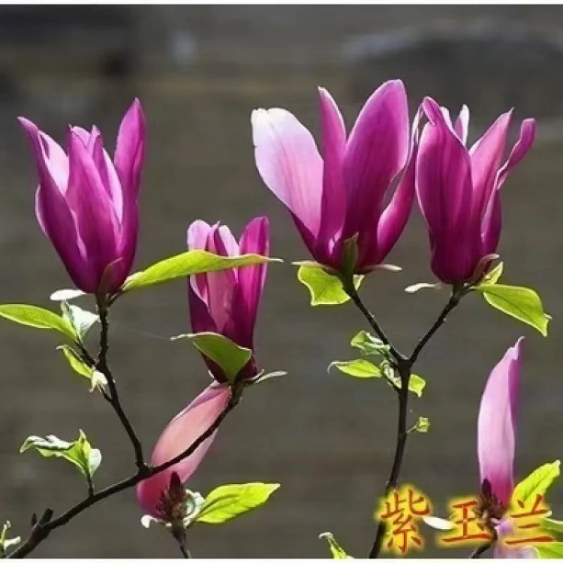 精品紫玉兰花大树龙骨架直播间现场挑树庭院花园大型绿植现挖包邮