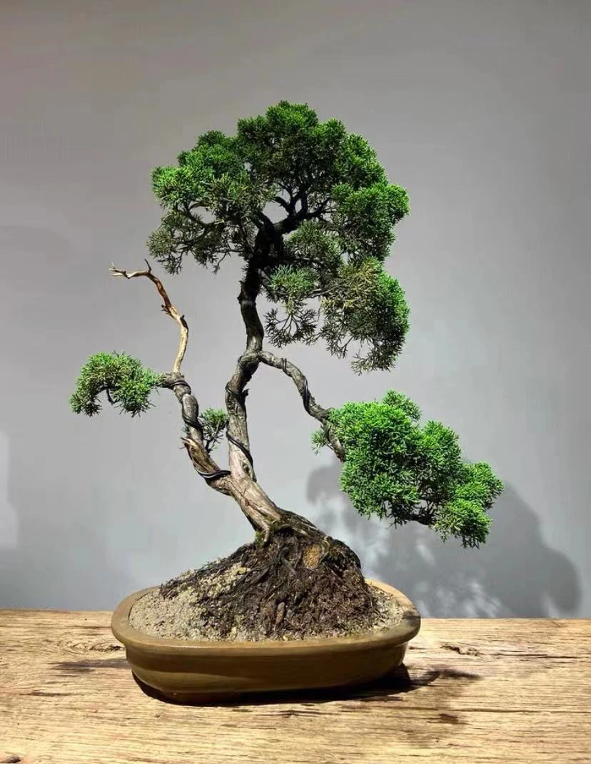 大型盆景绿植组合