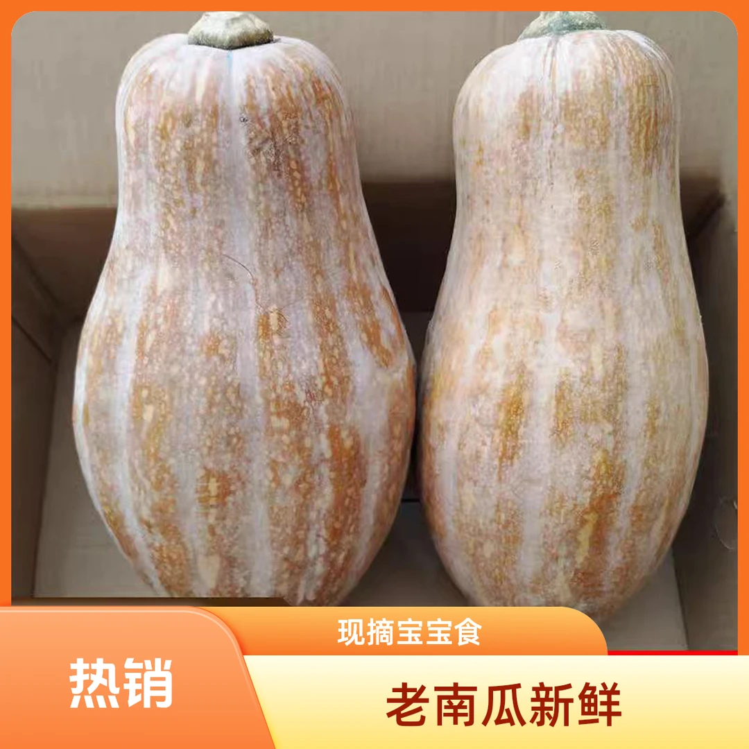 老南瓜新鲜农家自种现摘宝宝辅食甜南瓜板栗味包邮蔬菜