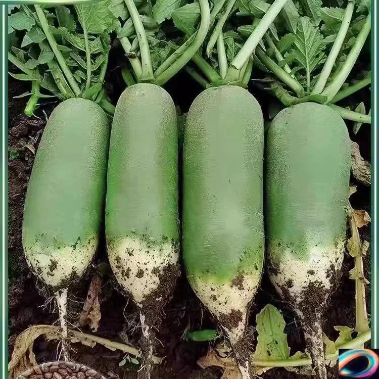 现挖白萝卜 新鲜蔬菜水果萝卜当季生吃甜脆农家泡菜自种包邮