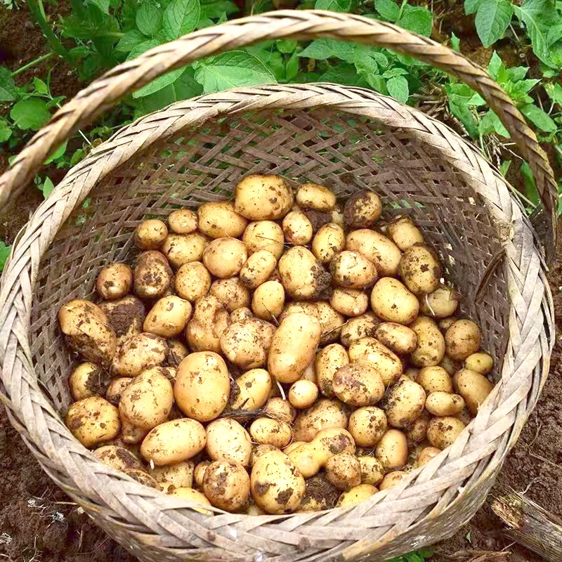 高山黄心土豆农家马尔科马铃薯小洋芋整箱5斤9斤包邮本地种植