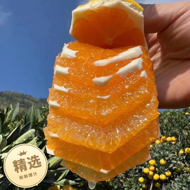 秭归伦晚橙果园现摘直发净重9斤