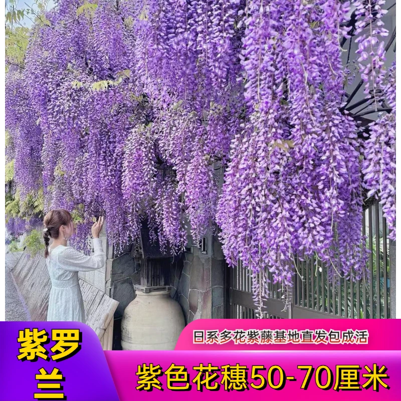 日系紫藤花紫藤树苗爬墙植物白色粉色养护紫色开花种植精选发货