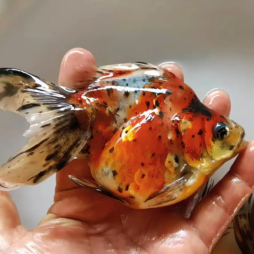 五花鎏金镏金流金金鱼鱼苗淡水活体包邮观赏鱼渔场冷水好养耐活