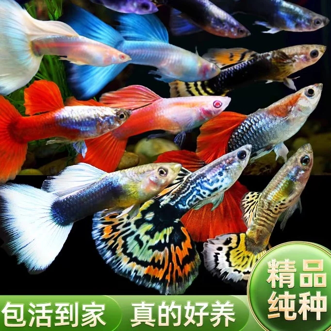 孔雀鱼小型热带鱼小鱼观赏鱼好养耐活渔场繁殖胎生鱼纯种淡水鱼