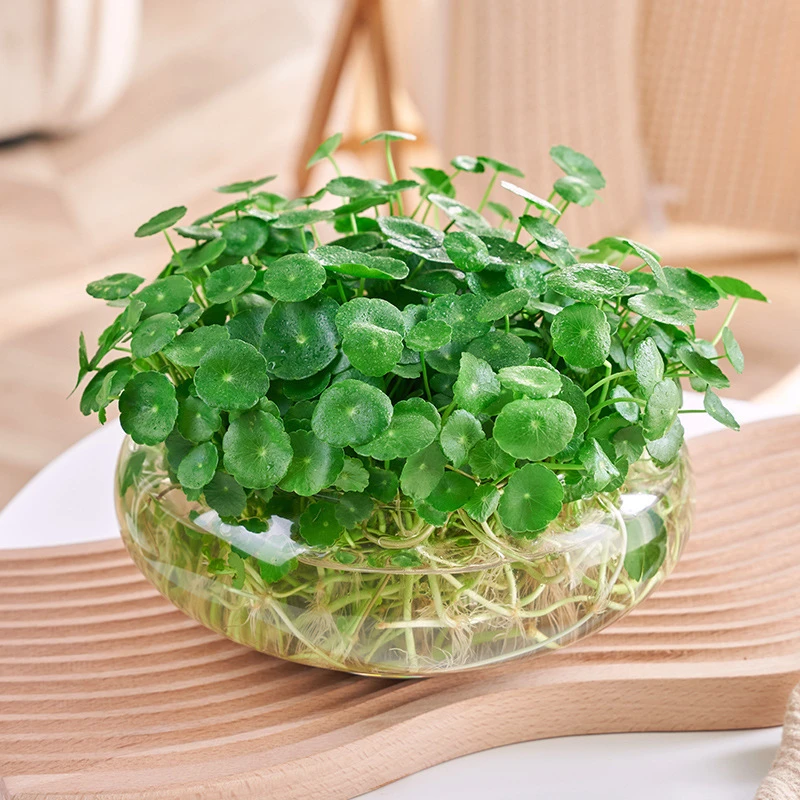 铜钱草四季好养水培盆栽植物办公室内桌面小绿植花卉水养金钱草籽