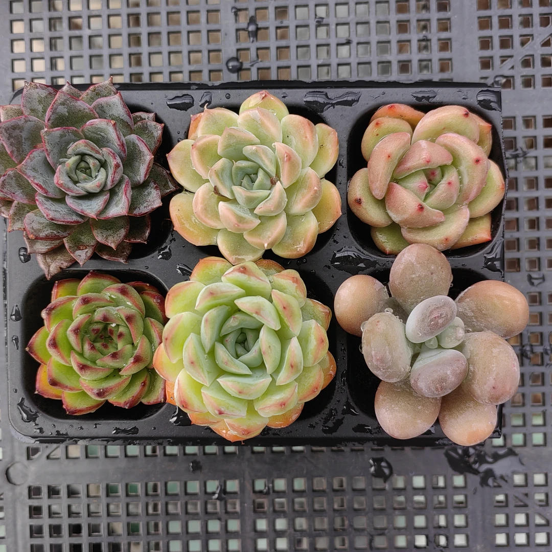 室内发货新人福利新店体验装6颗量拍品种带土多肉植物绿植盆栽