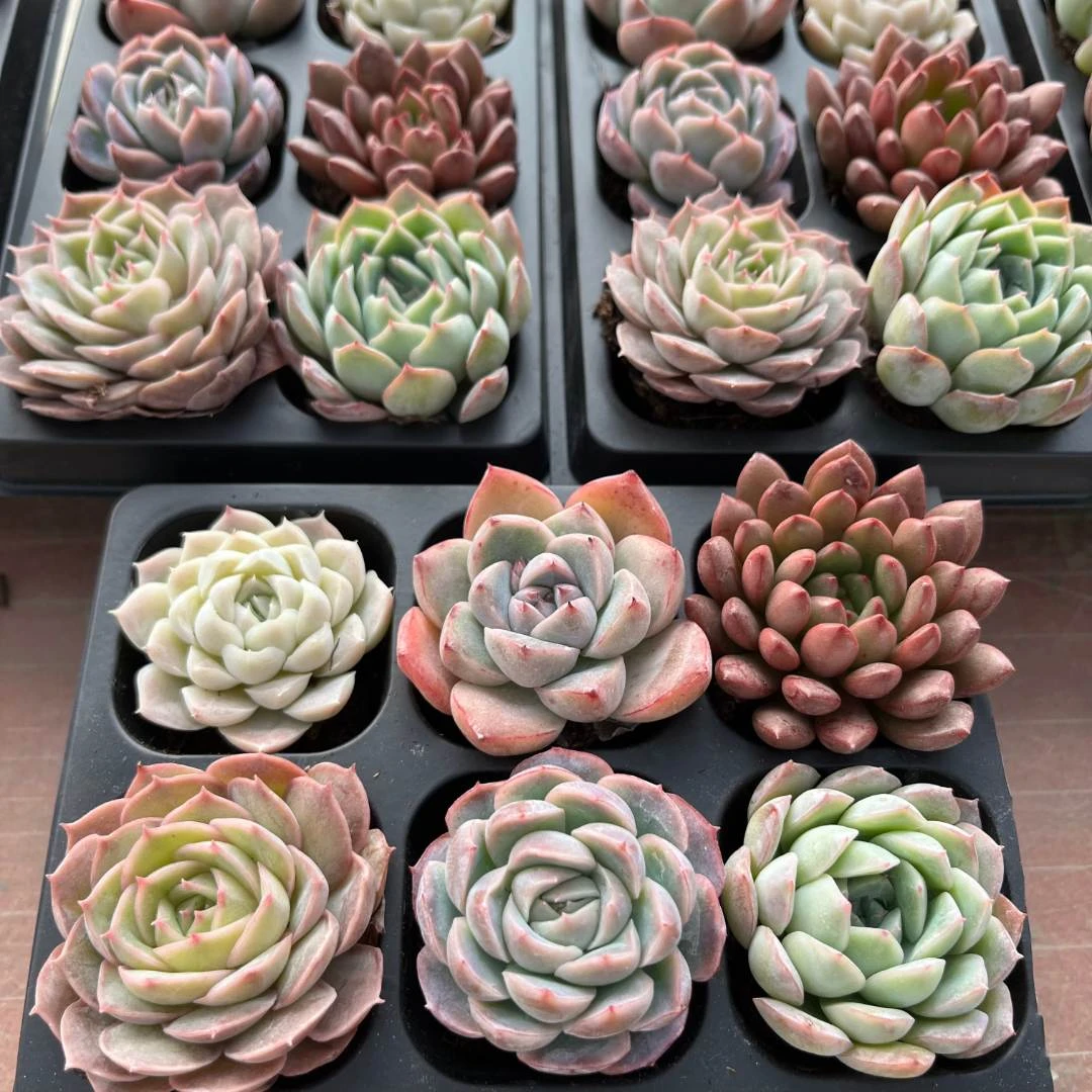精控12颗基质精品精控肉肉粉色多肉植物室内开花搭配防辐射发货