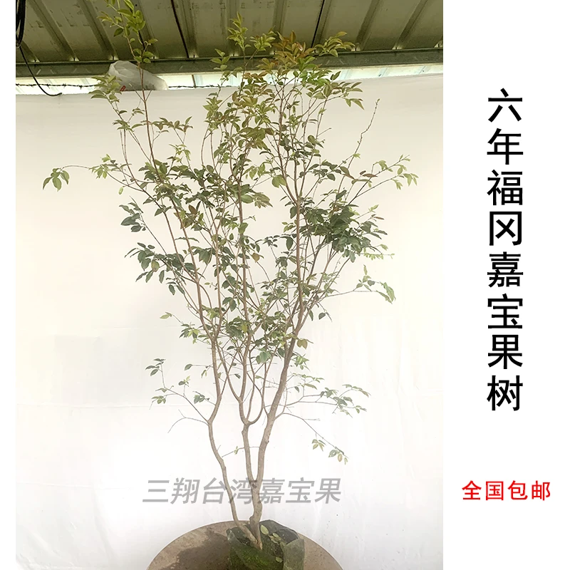 台湾正宗大果福冈嘉宝果树阳台花园庭院种植160-190cm高（六年）