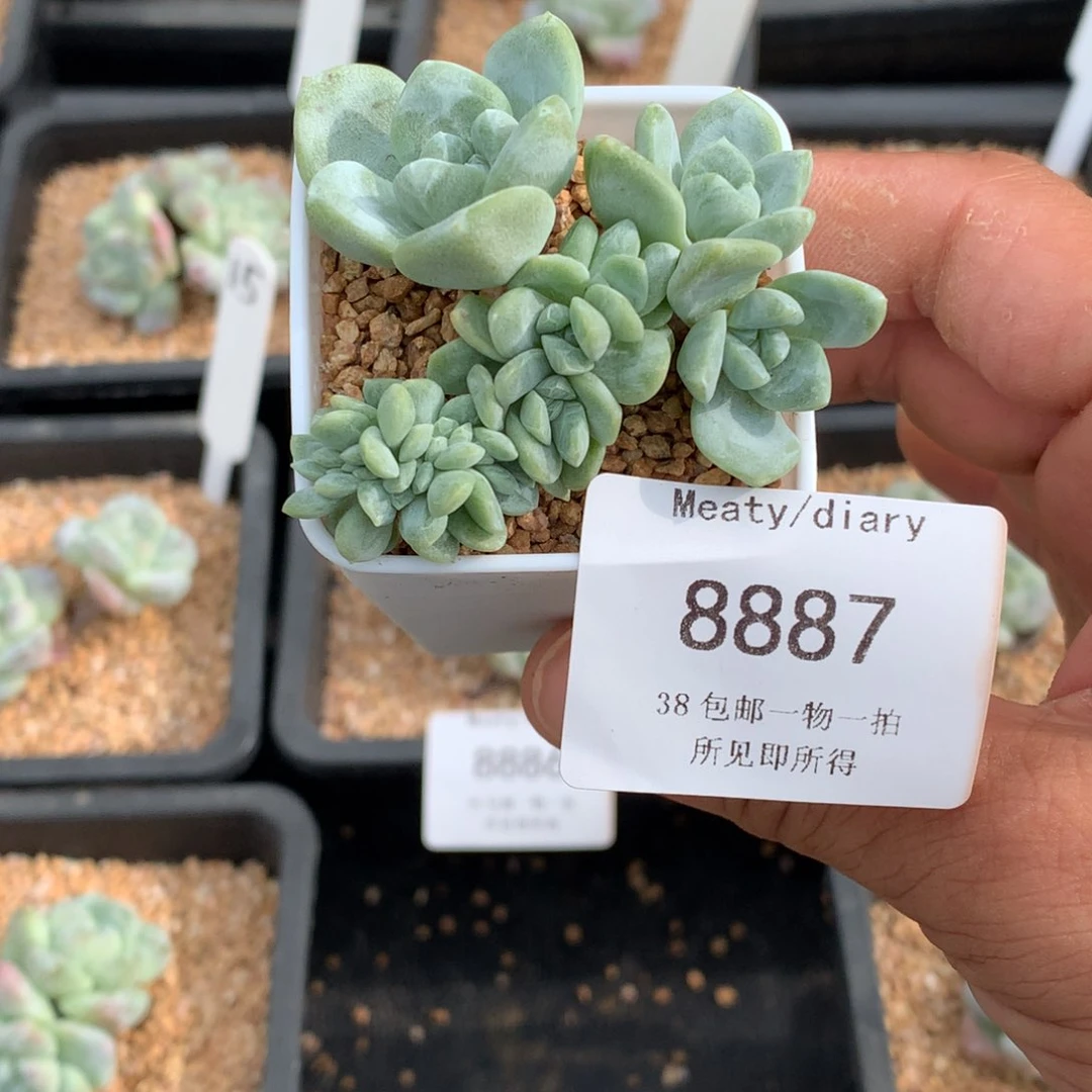 橙****8887冰玉6厘米脱土已修根