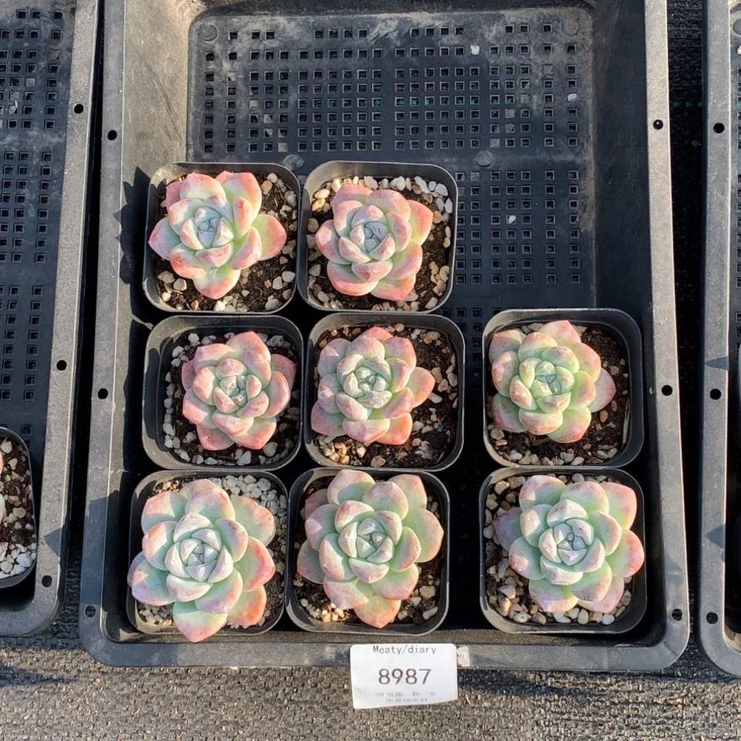 8987冰玉5厘米8颗一组