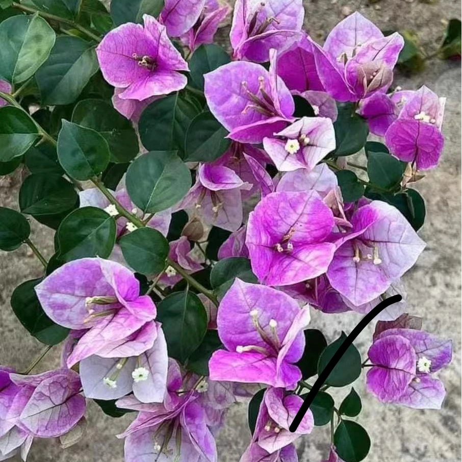 新货品福利三角梅