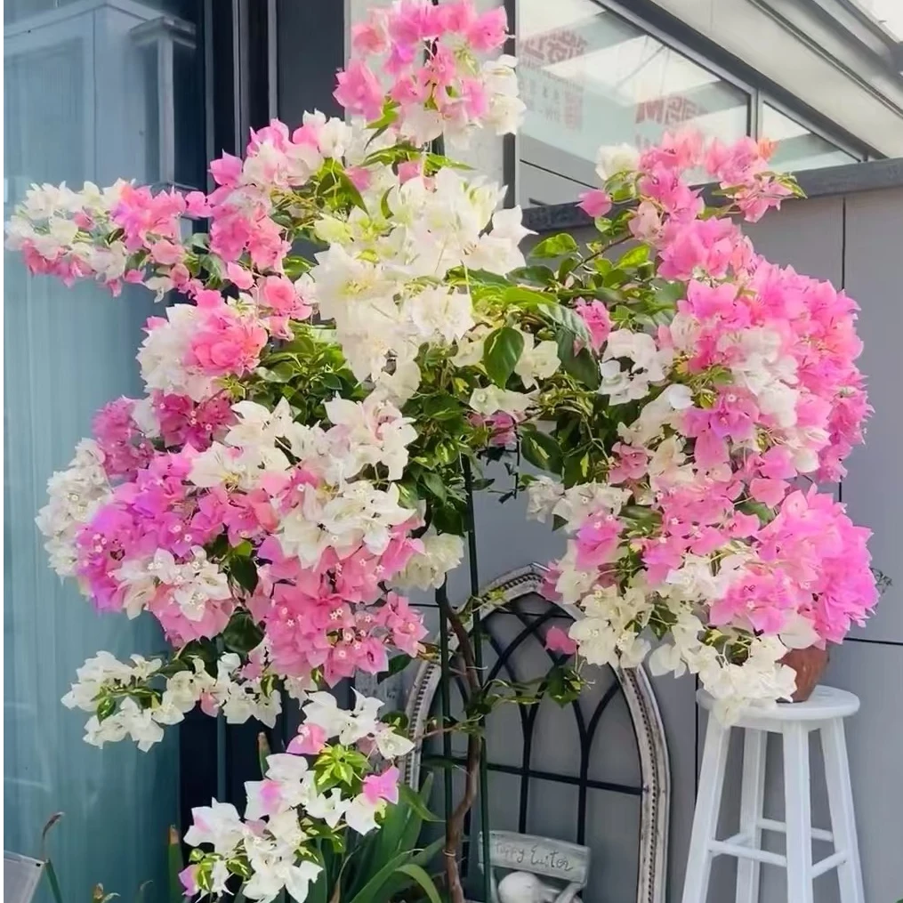 {金心橙白} 原生盆苗 爬藤飘枝垂吊