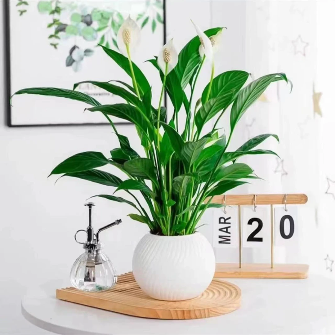 一帆风顺白掌绿植物办公室内小盆栽带花苞送营养液花盆
