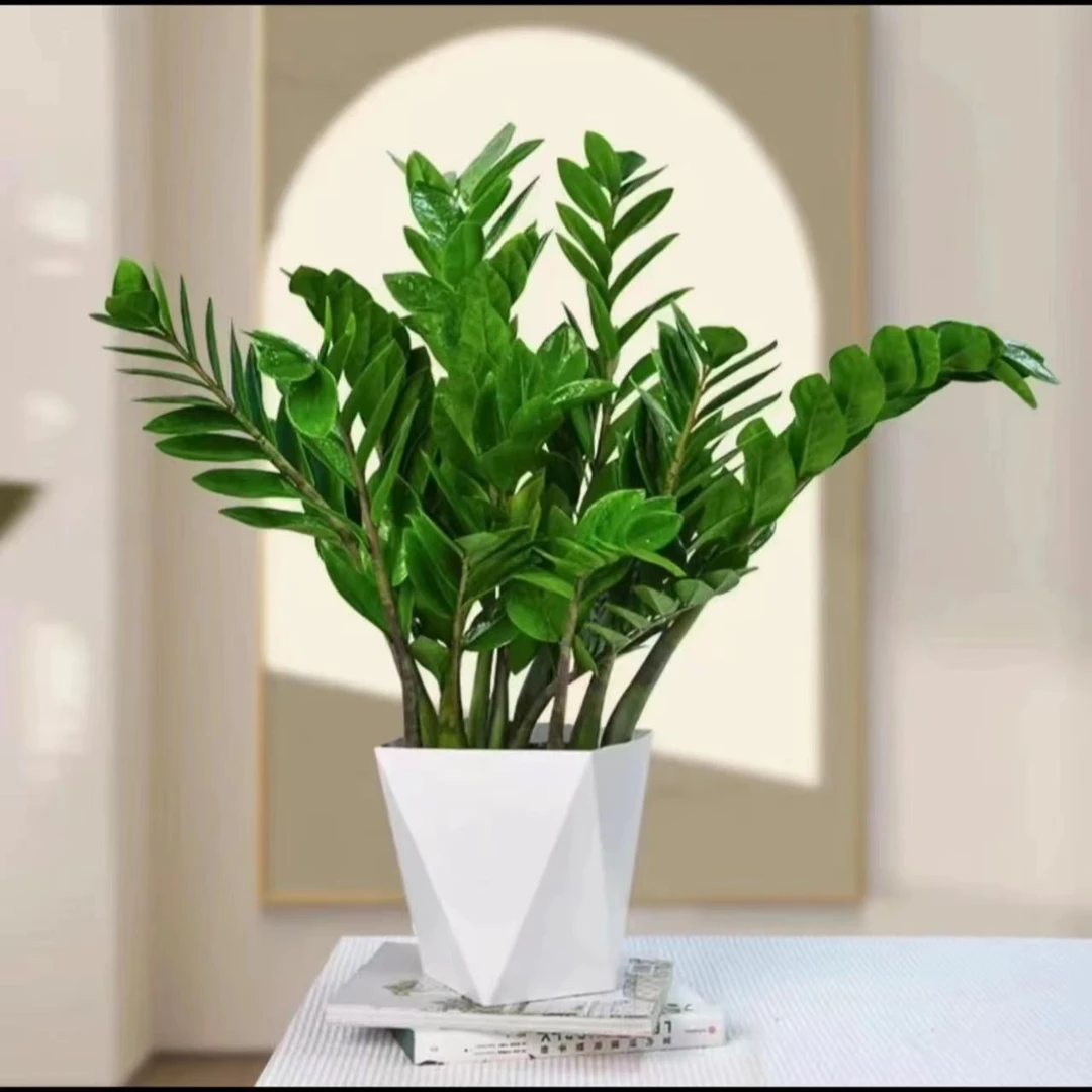 60-70公分大金钱树盆栽客厅绿植盆栽乔迁新居办公净化空气