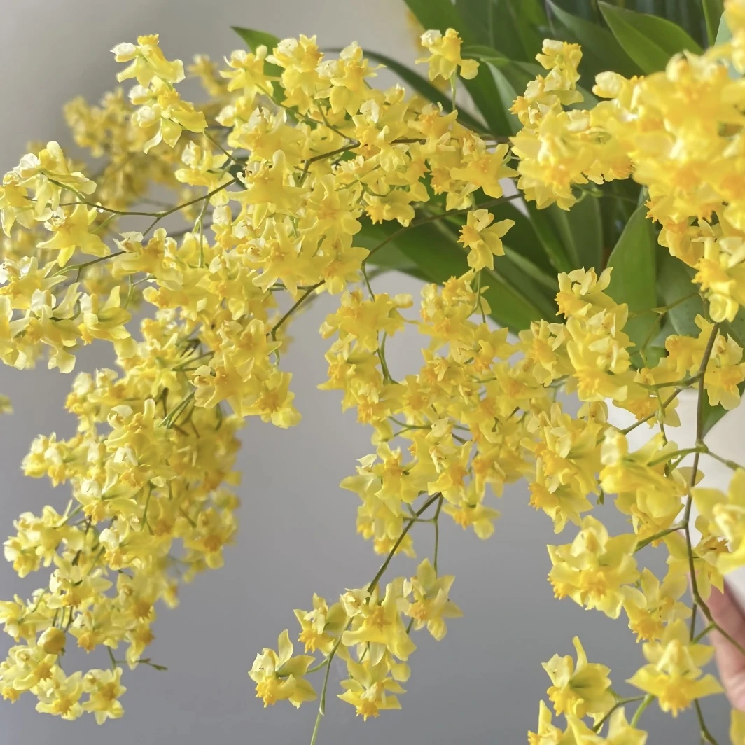 黄色清香梦香兰盆栽花卉多年生室内阳台易养护发货快