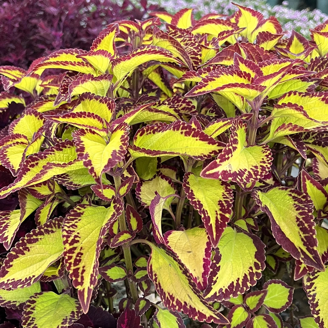 彩叶草 【金色红边】生长快多年生庭院阳台新手易养护