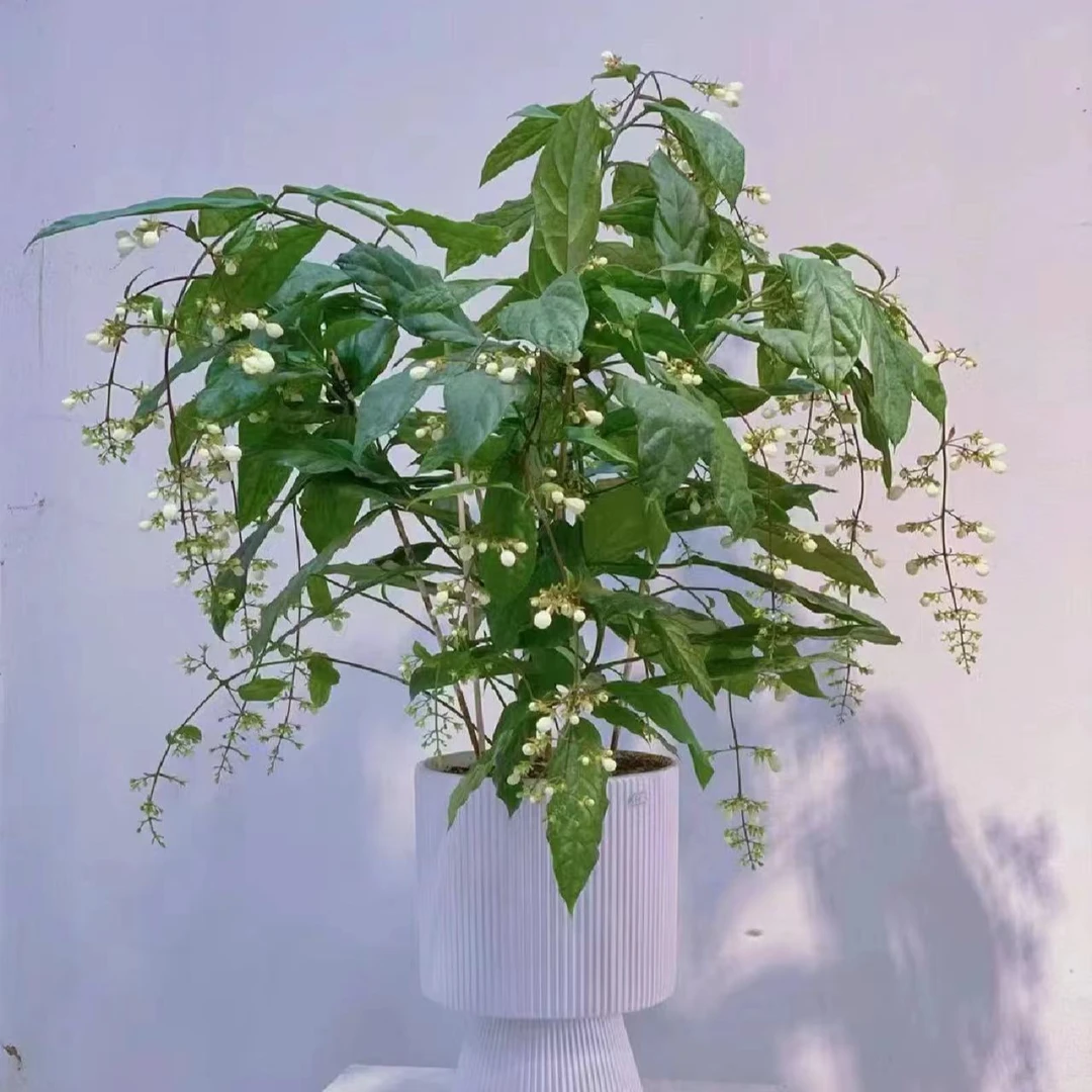 垂丝茉莉盆栽仙气室内新手易养护耐热爆花强花卉