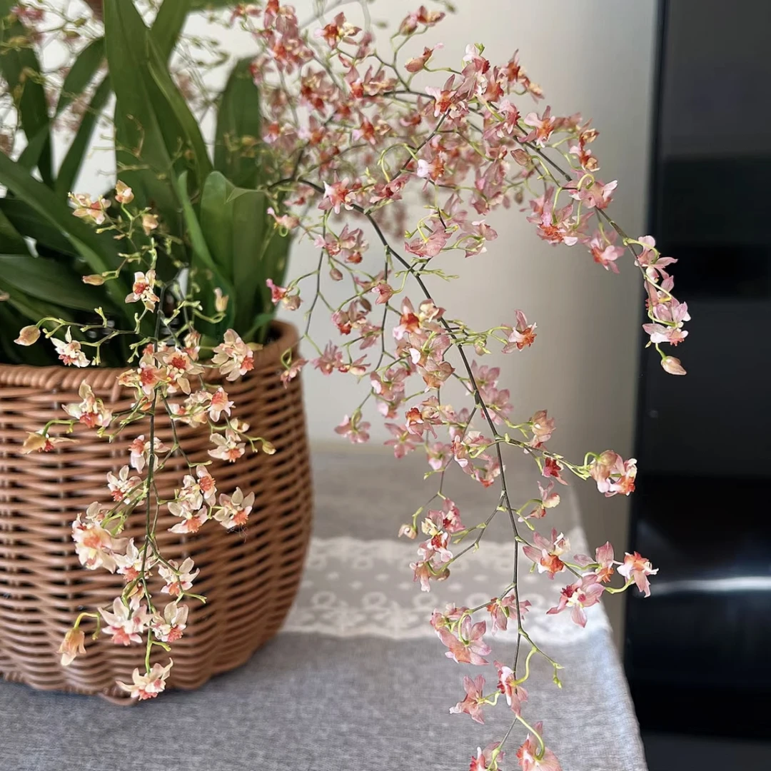 香槟色清香梦香兰盆栽花卉多年生室内阳台易养护发货快