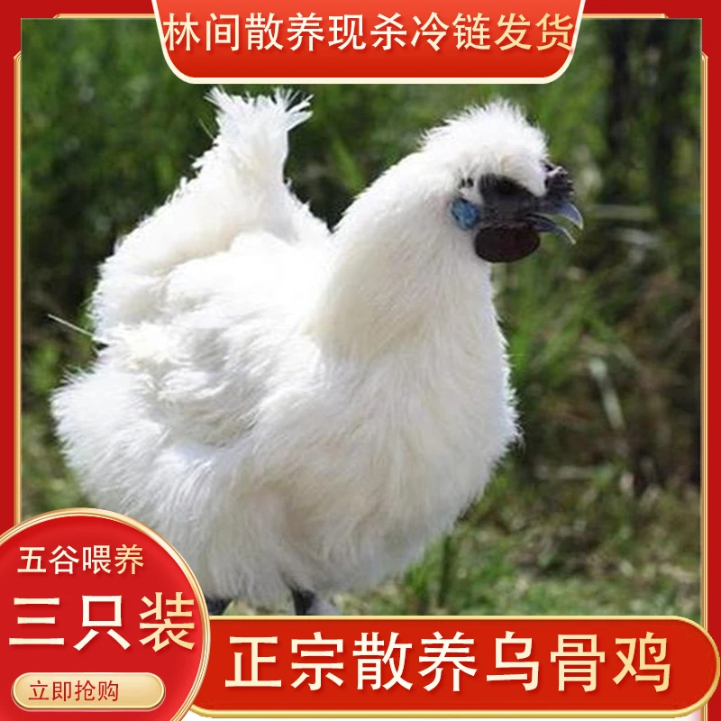 生态散养乌鸡乌骨鸡3只总4.3-4.5斤现杀顺丰京东冷链发货送灵芝