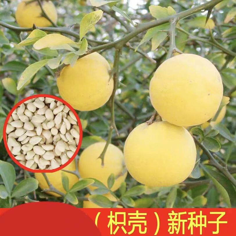 枸橘种子，枳壳种籽.积壳籽柑橘嫁接砧木树种子带刺围墙篱笆种子