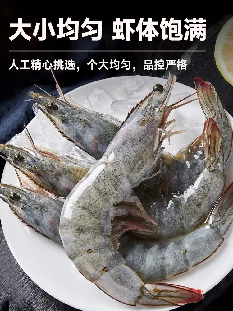 【虾馆长】福建东山大白虾（1斤20只左右）捕捞饱满鲜嫩紧实到手3斤